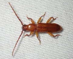 Flat Oak Borer thumbnail 4