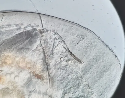 Alona circumfimbriata