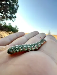 Sequoia Sphinx thumbnail 4