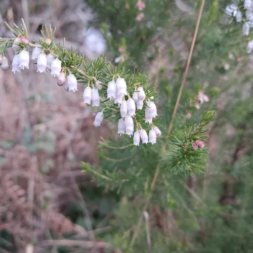 Portuguese Heath