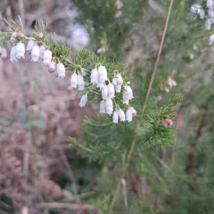 Portuguese Heath thumbnail 1