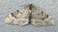 Xanthorhoe lagganata thumbnail 2