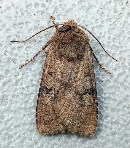 Oregon Dart