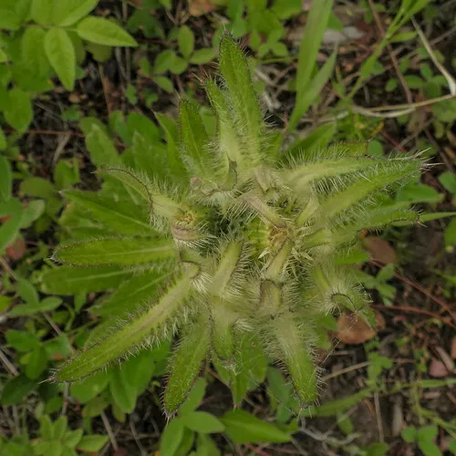Elk Thistle