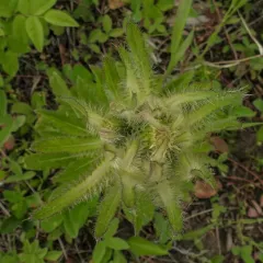 Elk Thistle thumbnail 1