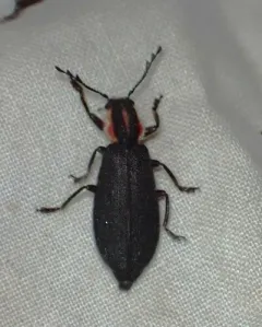 Pilose Checkered Beetle thumbnail 4