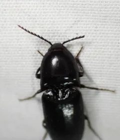 Abrupt Click Beetle thumbnail 4