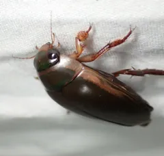 Hybrid Predaceous Diving Beetle thumbnail 2