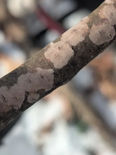 Peniophora cinerea