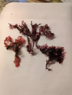 Grape Tongue thumbnail 4