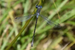 Black Spreadwing thumbnail 1