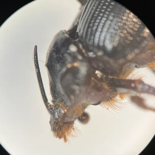 Odonteus falli