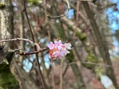 fragrant viburnum thumbnail 2