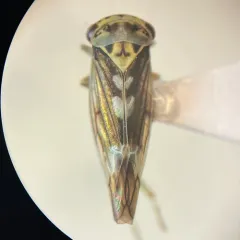 Populicerus venosus thumbnail 1