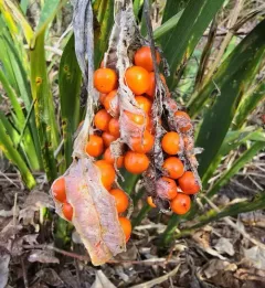 Stinking iris thumbnail 4