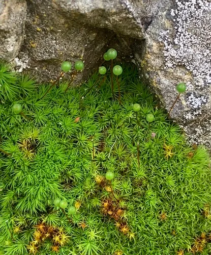Bartramia aprica