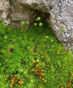 Bartramia aprica thumbnail 1