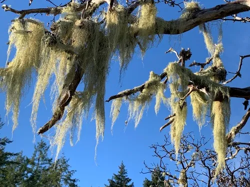 Usnea barbata