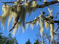Usnea barbata thumbnail 1