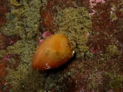 California Lampshell thumbnail 4