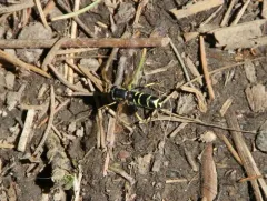 Canadian Potter Fly thumbnail 4