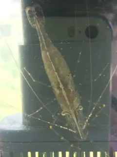 Oriental Shrimp thumbnail 4