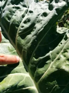 Cabbage Whitefly thumbnail 3
