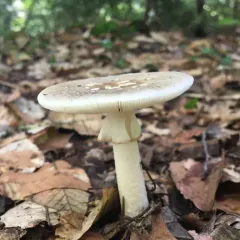 Brown American Star-footed Amanita thumbnail 3