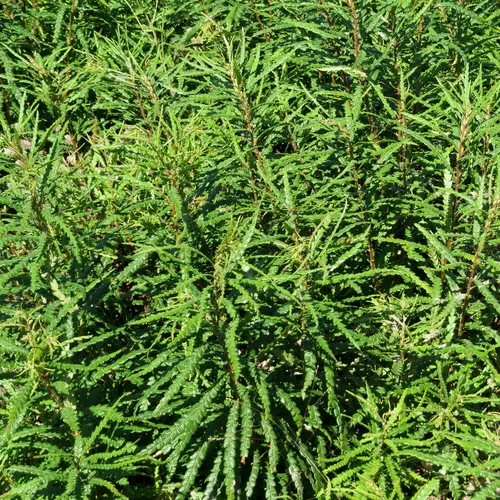 sweetfern