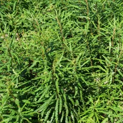sweetfern thumbnail 1