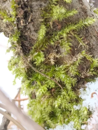 Steerecleus Moss