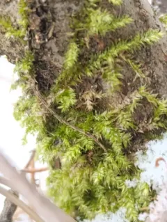 Steerecleus Moss thumbnail 1