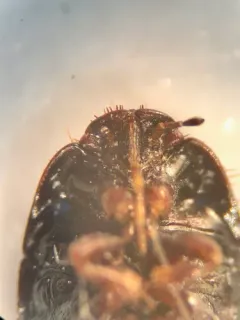 Microporus nigrita thumbnail 3