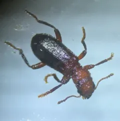 Wavering Checkered Beetle thumbnail 4