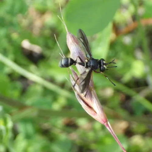 Physocephala furcillata