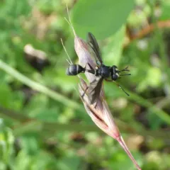 Physocephala furcillata thumbnail 1