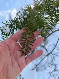 Carolina hemlock thumbnail 2