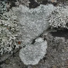 Boulder Lichen thumbnail 3