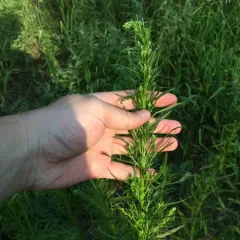 horseweed thumbnail 3