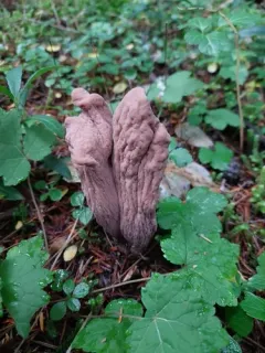 Clavariadelphus caespitosus thumbnail 4