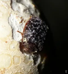 Bark-gnawing Beetle thumbnail 2