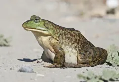 American Bullfrog thumbnail 5