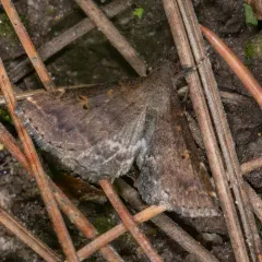 Sociable Renia Moth thumbnail 2
