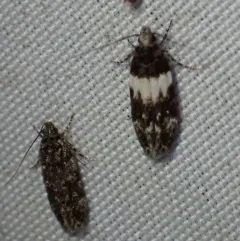 White-banded Pubitelphusa Moth thumbnail 4