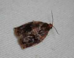 Smoked Leafroller Moth thumbnail 3