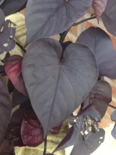 sweet potato thumbnail 1
