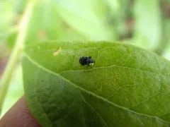Piazorhinus scutellaris thumbnail 1