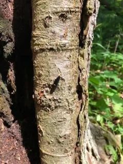 Attenuated Click Beetle thumbnail 1