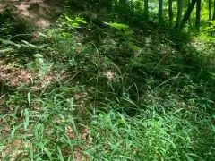Slim-flower Muhly thumbnail 3