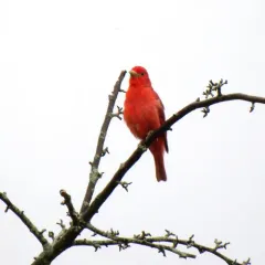 Summer Tanager thumbnail 4